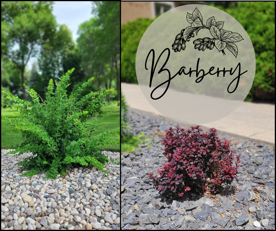 Barberry Blog Photo