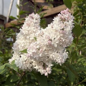 Beauty Of Moscow Lilac Bloom