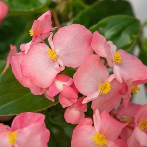 Begonia Whopper Pink Green Leaf