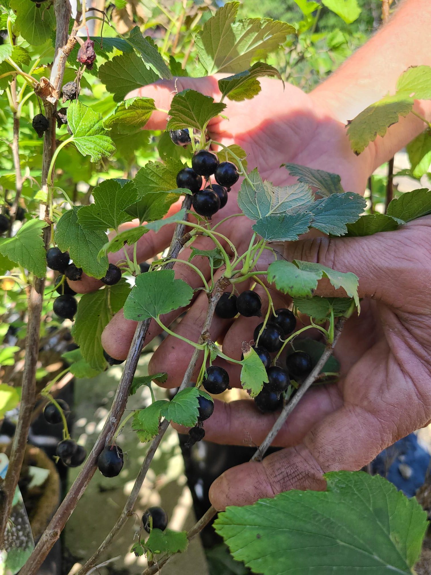 Black Currant Fruit (in Pots)