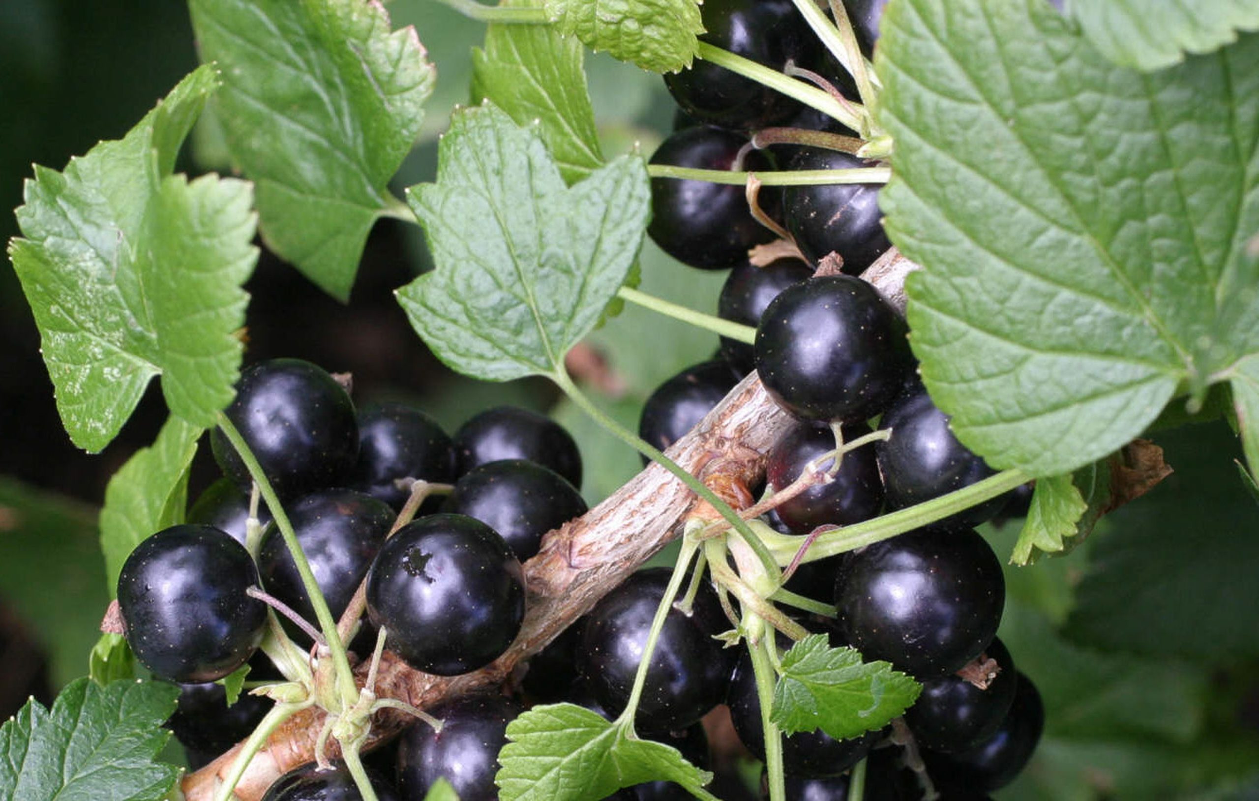 Ribes Nigrum 'ben Sarek'