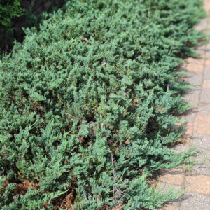 Blue Chip Juniper Sheldon's (website)
