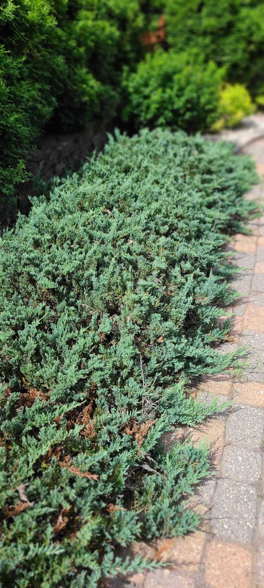 Blue Chip Juniper Sheldon's (website)