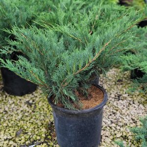 Blue Danube Juniper