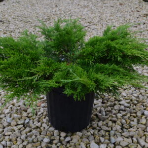 Calgary Carpet Juniper