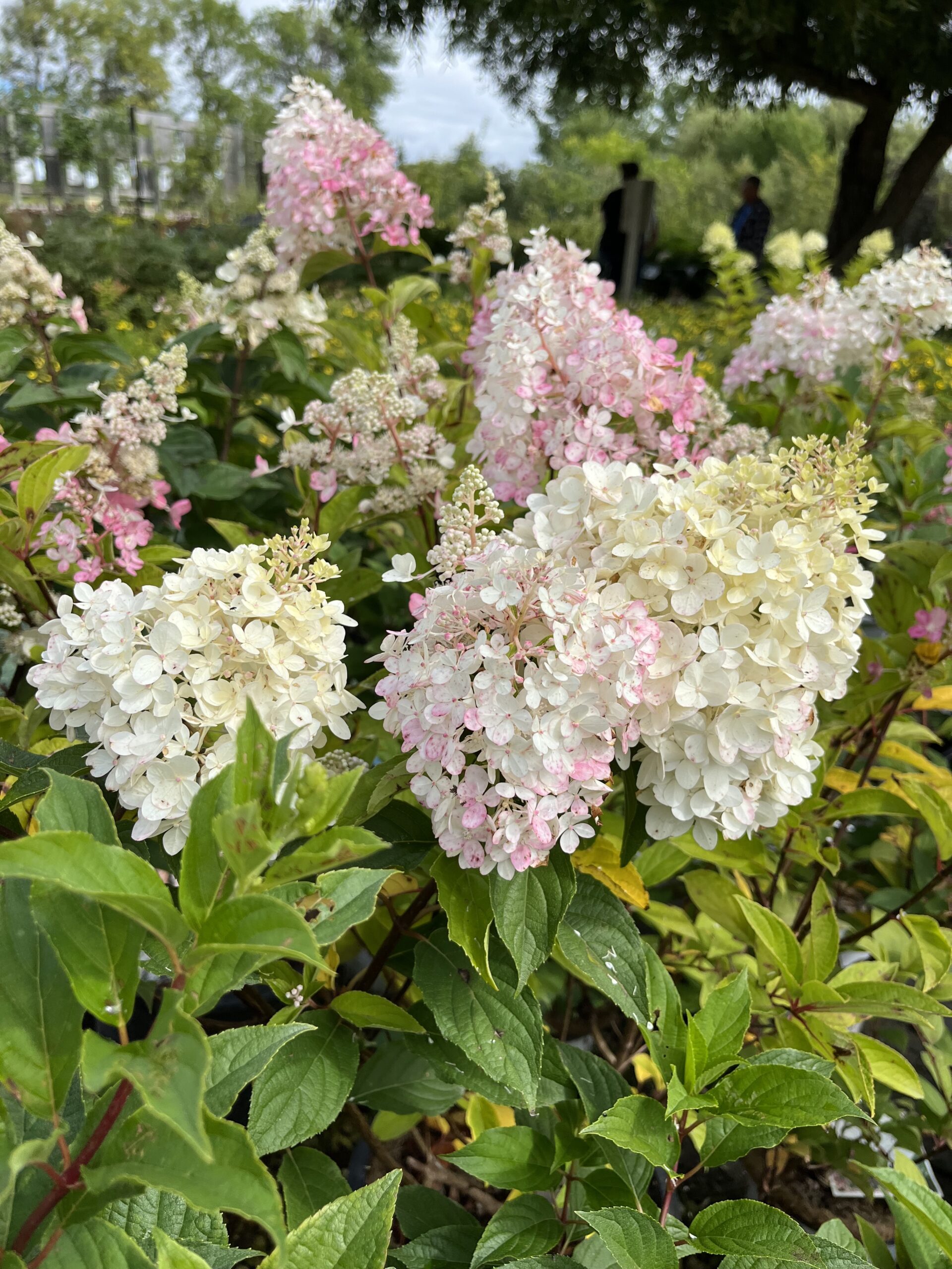 Candelabra Hydrangea