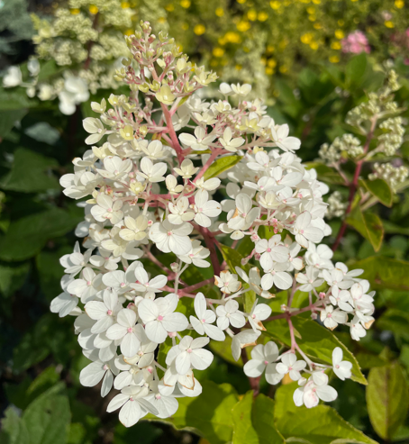 Candelabra Hydrangea Edited