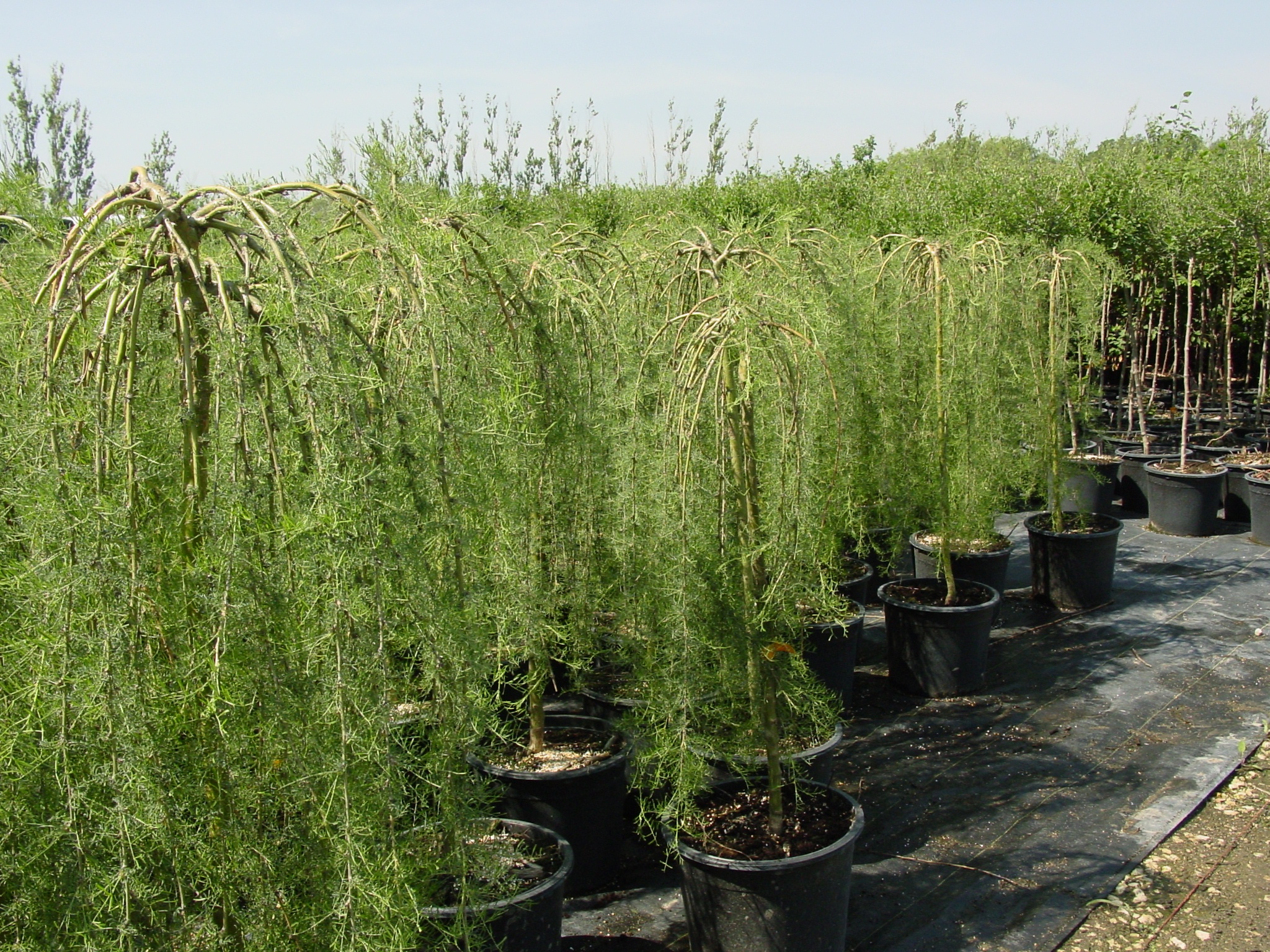 Caragana Walker Aubin Nurseries