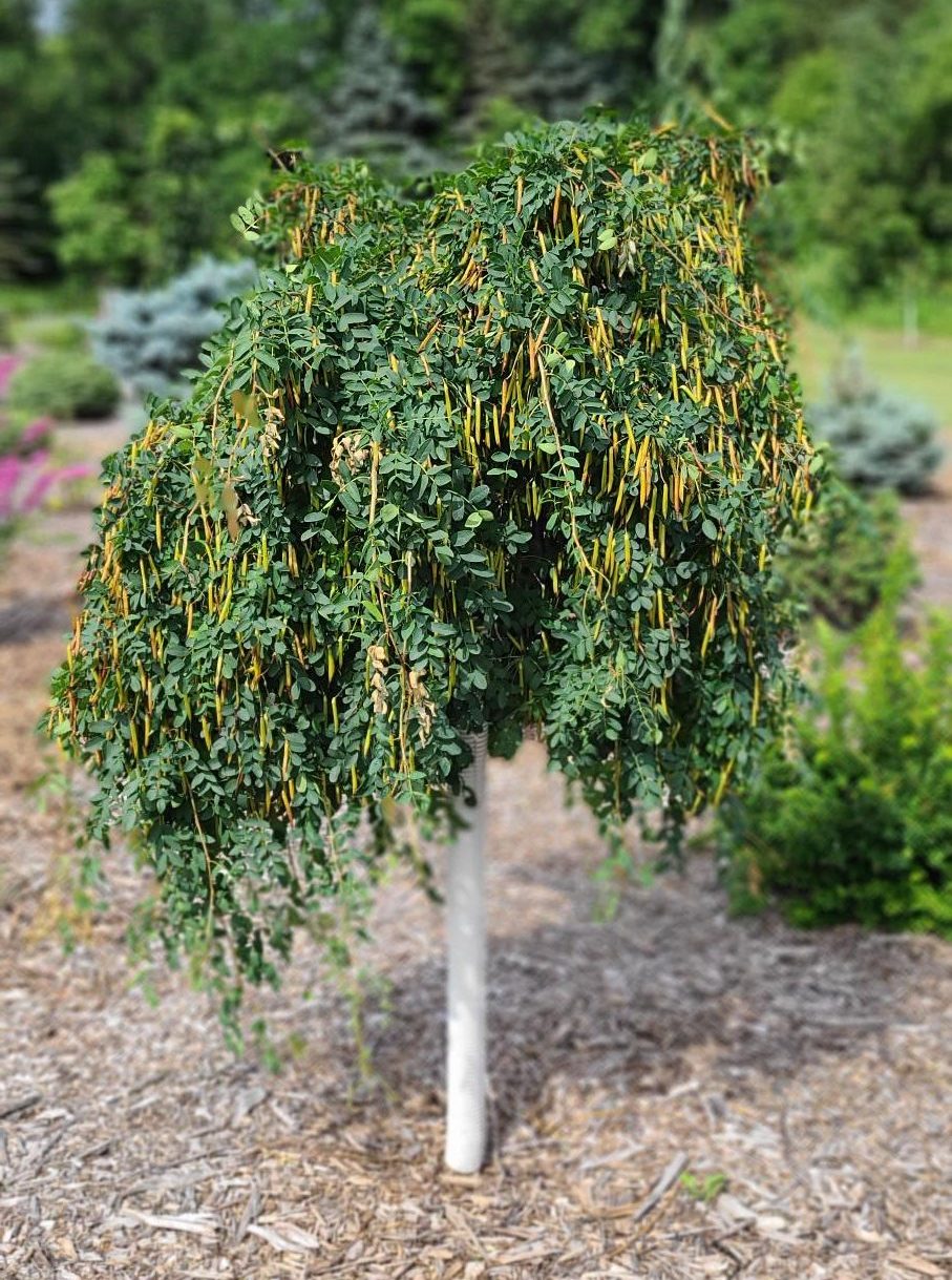 Common Weeping Caragana
