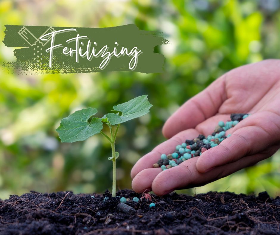 Fertilizing Blog Photo