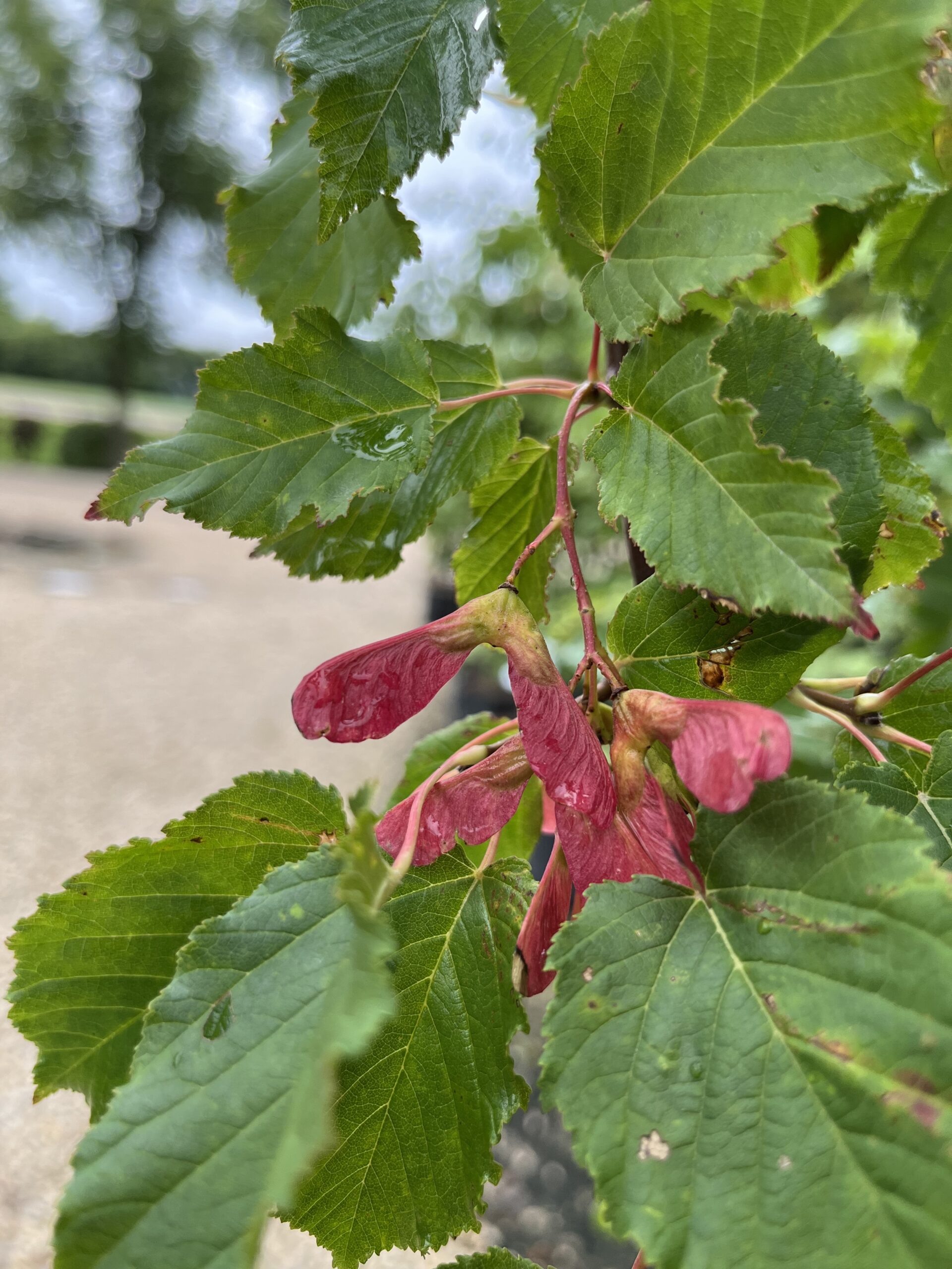 Hot Wings Tatarian Maple Seed