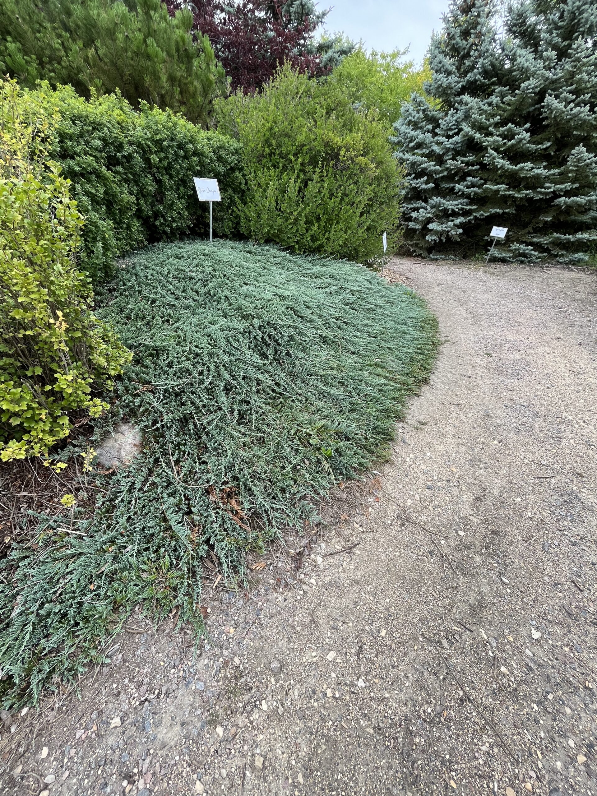 Icee Blue Juniper