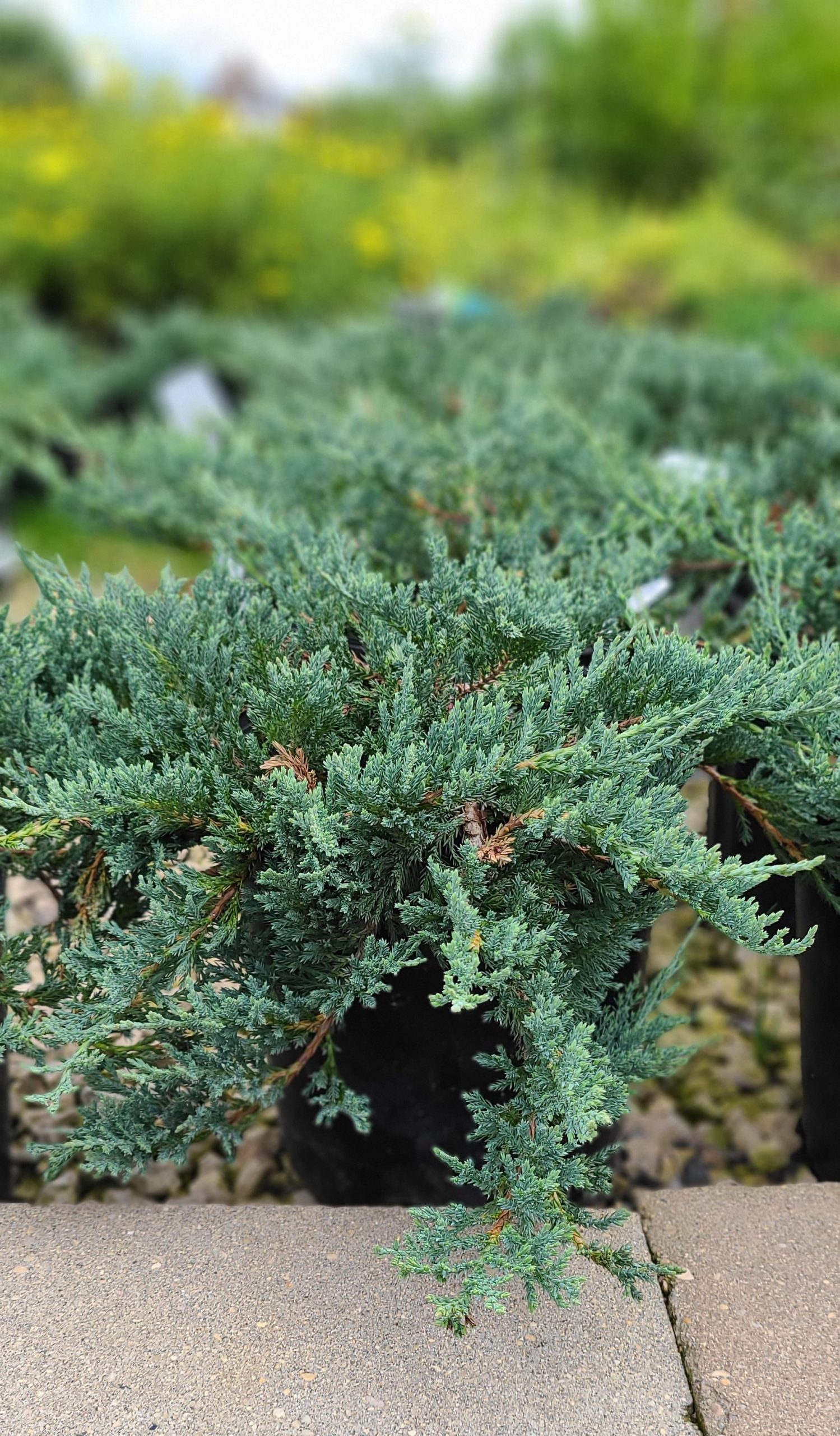 Juniper Blue Chip