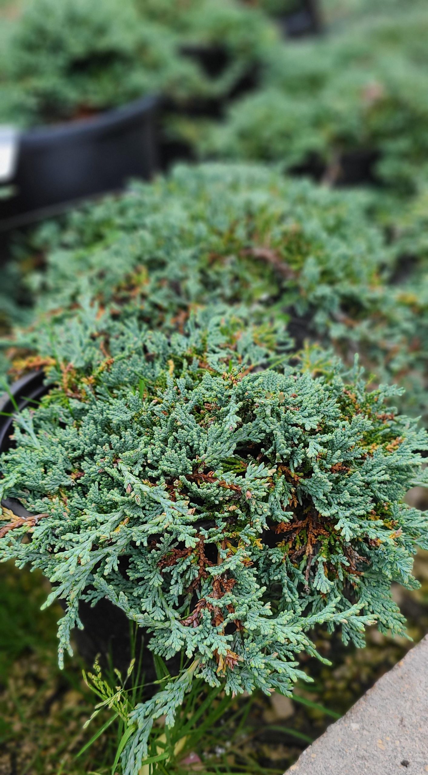 Juniper Icee Blue