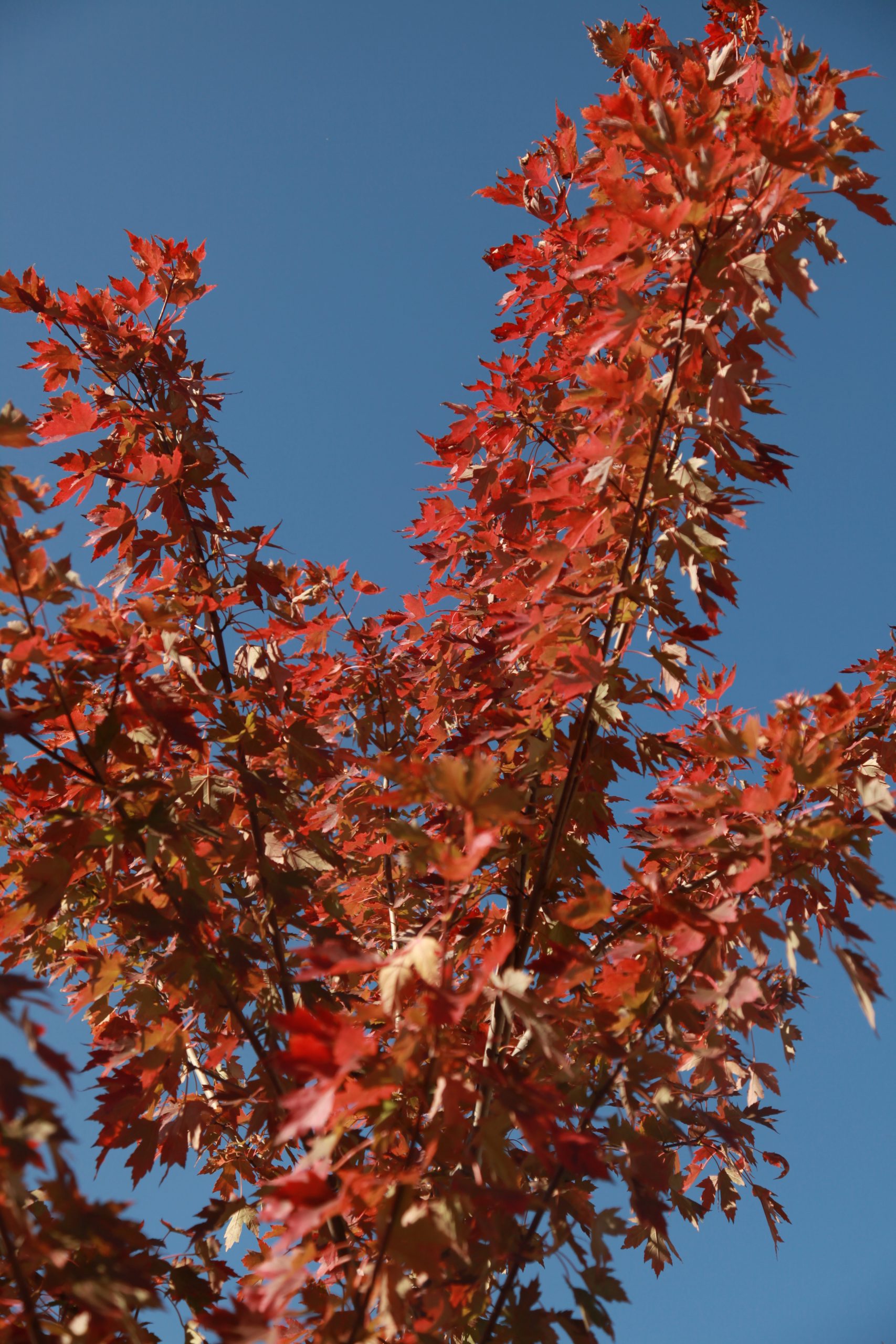Maple Autumn Blaze Kyle Friesen