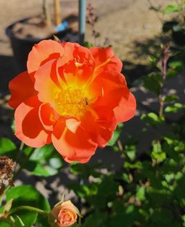 Marmalade Dream Rose 2