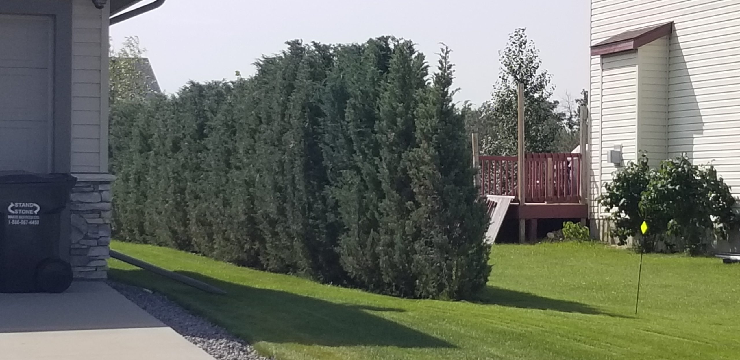 Medora Juniper Row