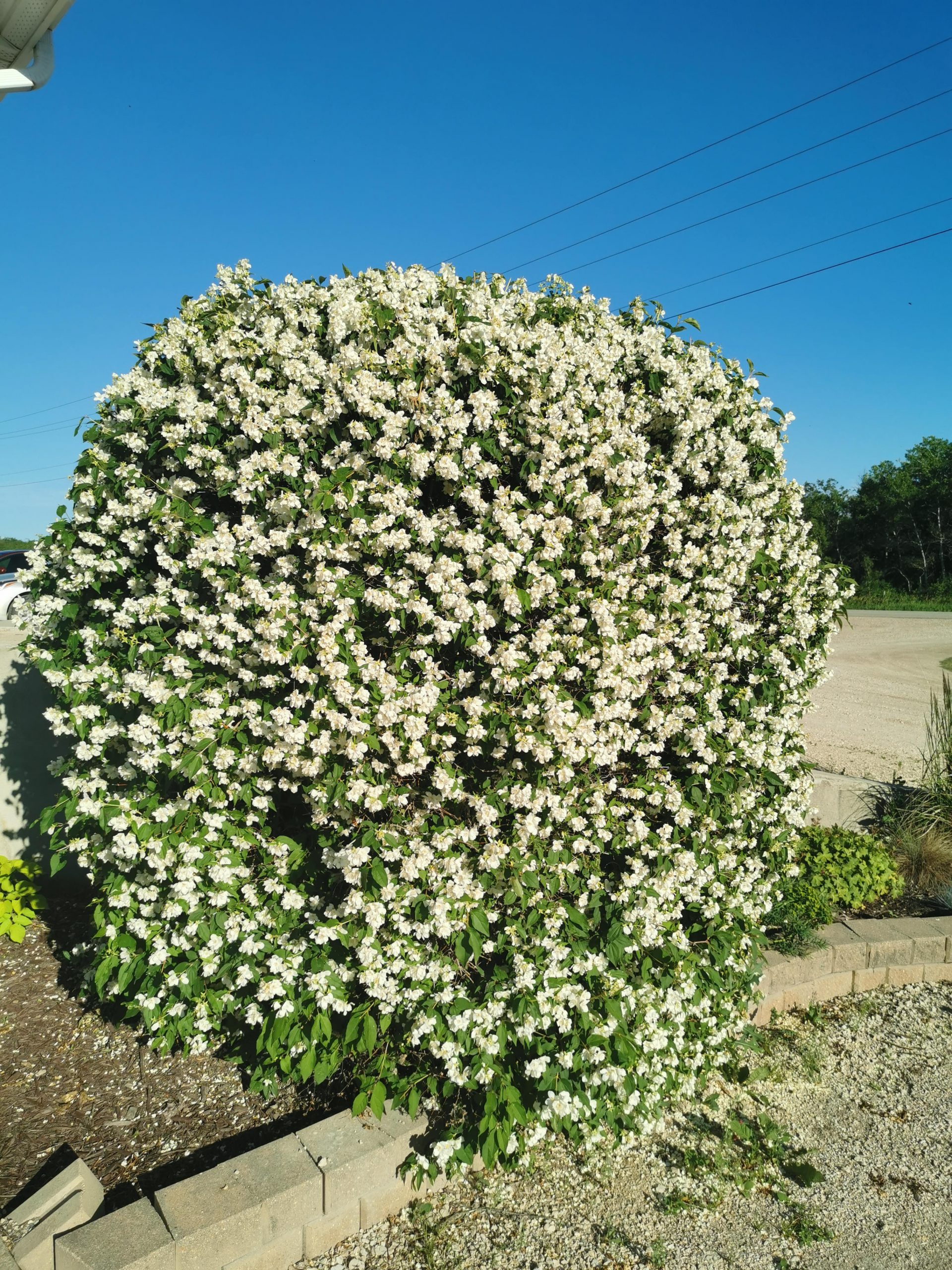 Mockorange Blizzard Blooming