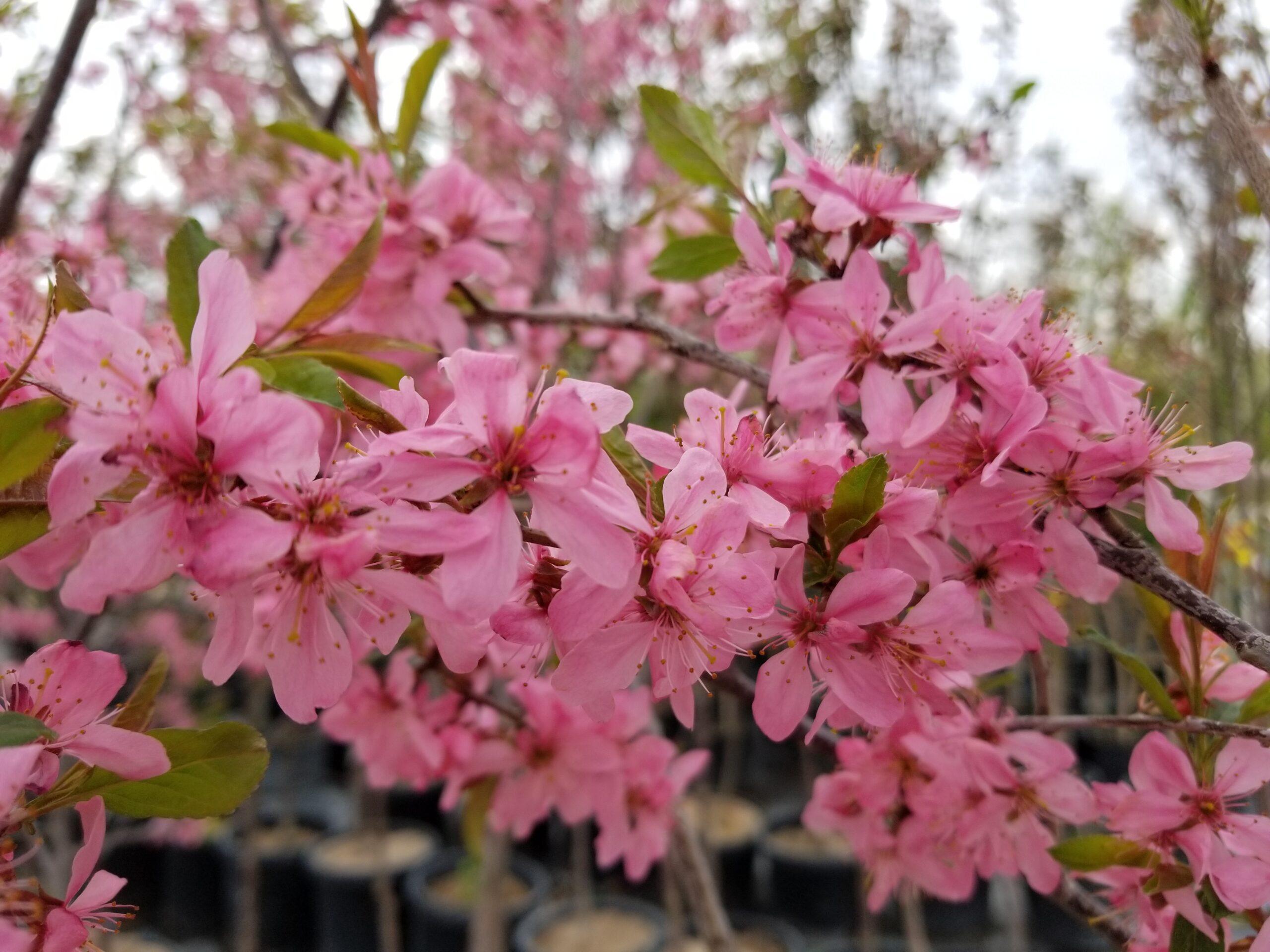 Muckle Pink Glow Flowering Plum Blooms