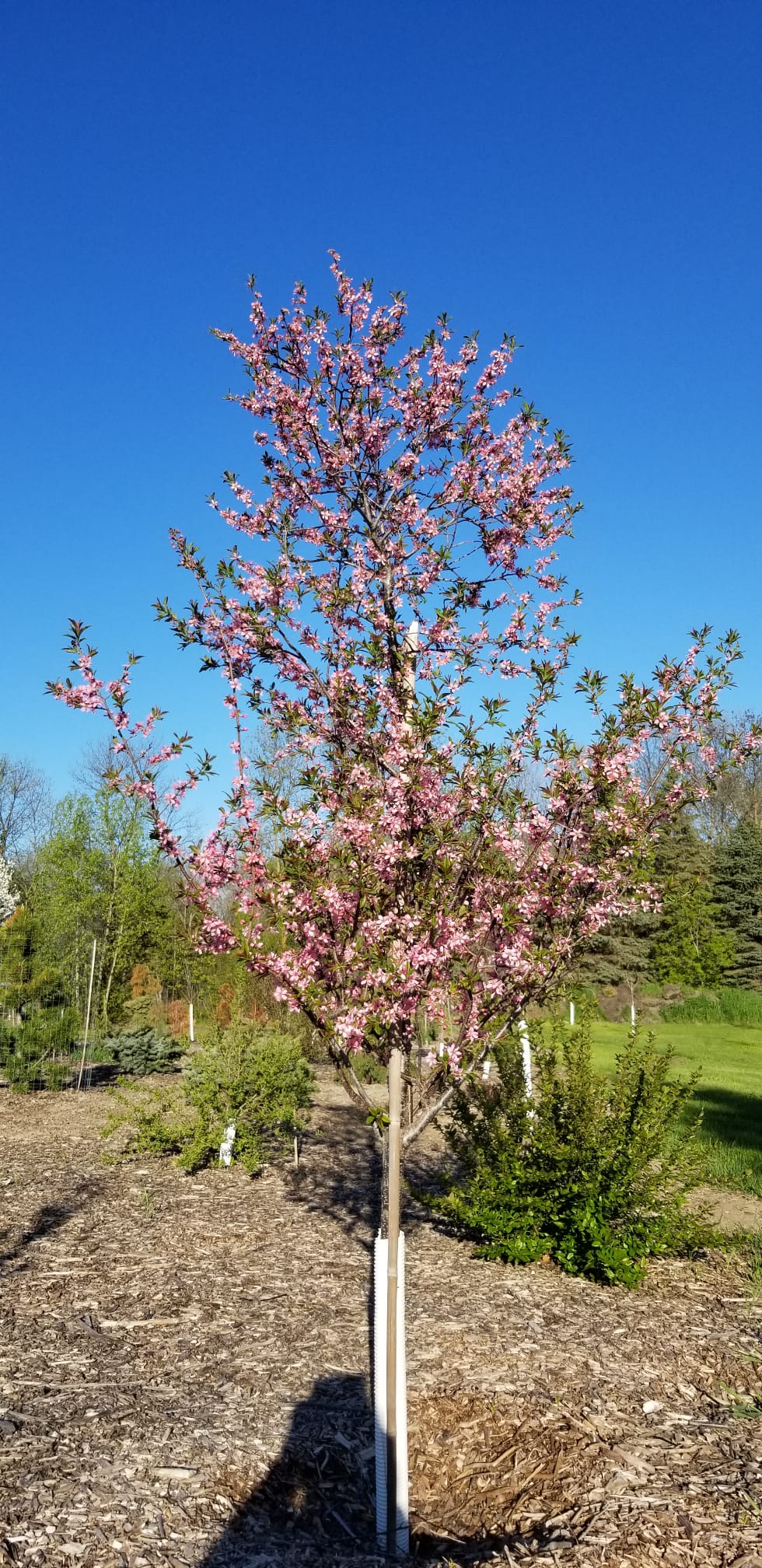 Muckle Pink Glow Flowering Plum Established (blooming)