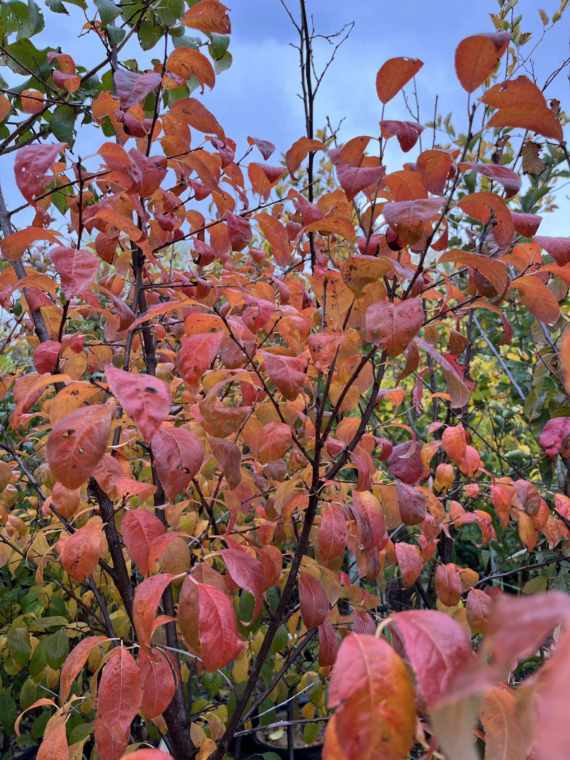 Pink Glow Muckle Plum