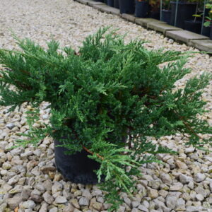 Prince Of Wales Juniper