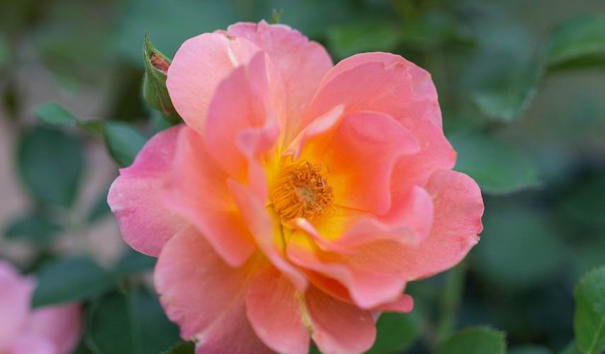 Rose Marmalade Dream
