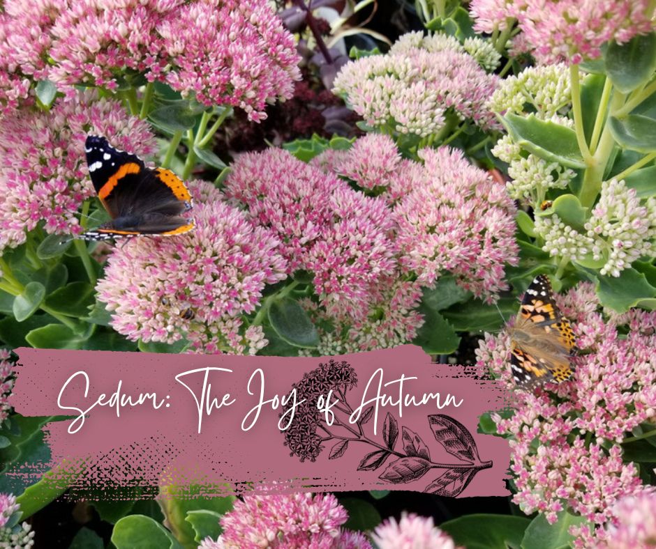 Sedum The Joy Of Autumn Blog Photo