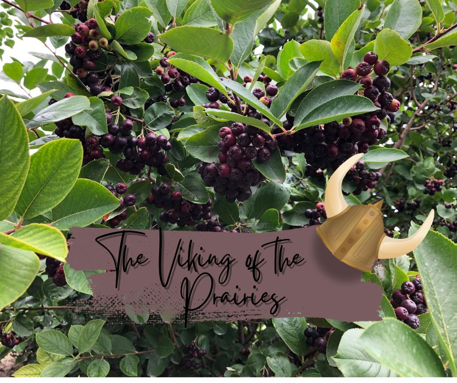 The Viking Of The Prairies Blog Photo