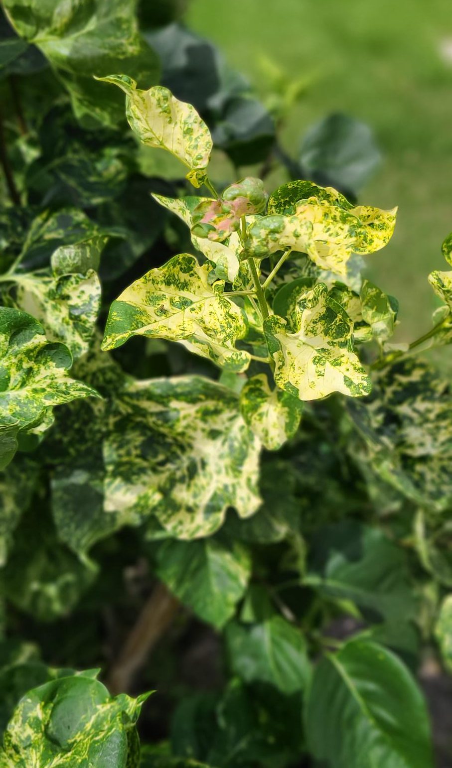 Variegated Common Lilac (sheldons Foliage)