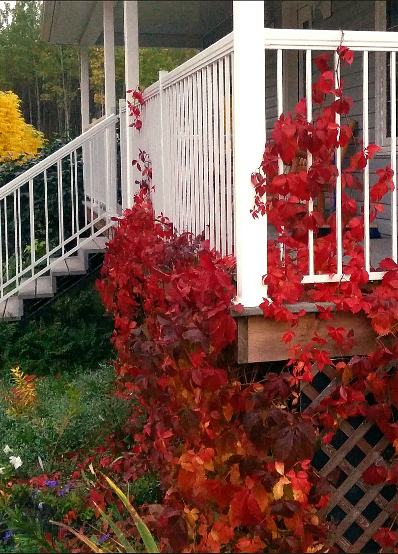 Virginia Creeper Fall Colour (kyles House)