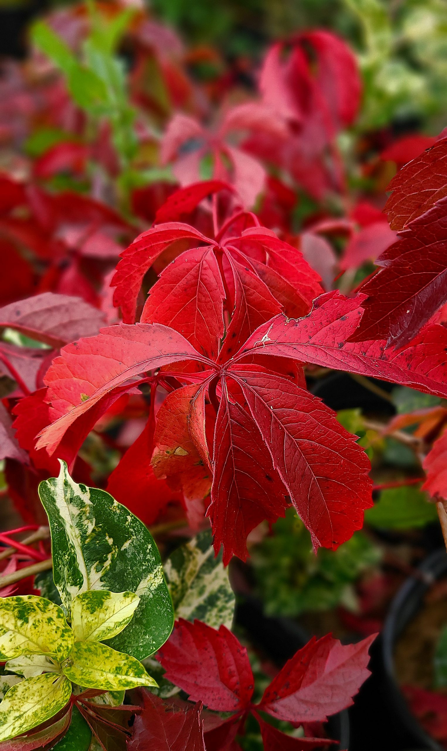 Virginia Creeper Fall Colour (pots) Falk Nurseries.