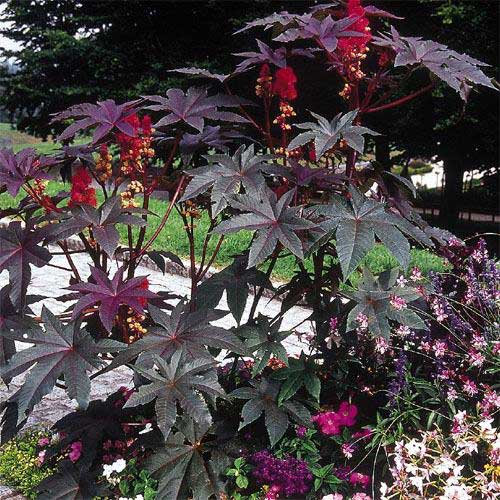 Castor Bean