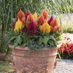 Celosia Fresh Look Mix 2