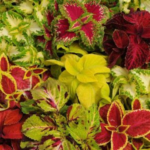 Coleus Wizard Mix