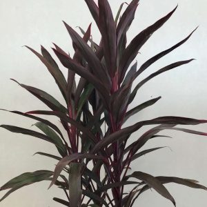 Cordyline Red Snsation (2)