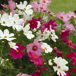 Cosmos Sonata Mix Garden 3125 300x300