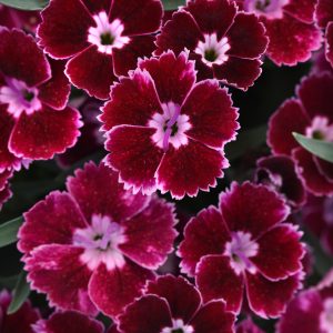 Dianthus Everlast Ruby Edge Bloom Bloom