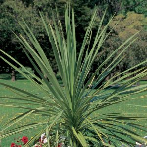 Dracaena Spike Vs (2)