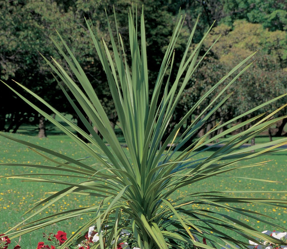 Dracaena Spike Vs (2)