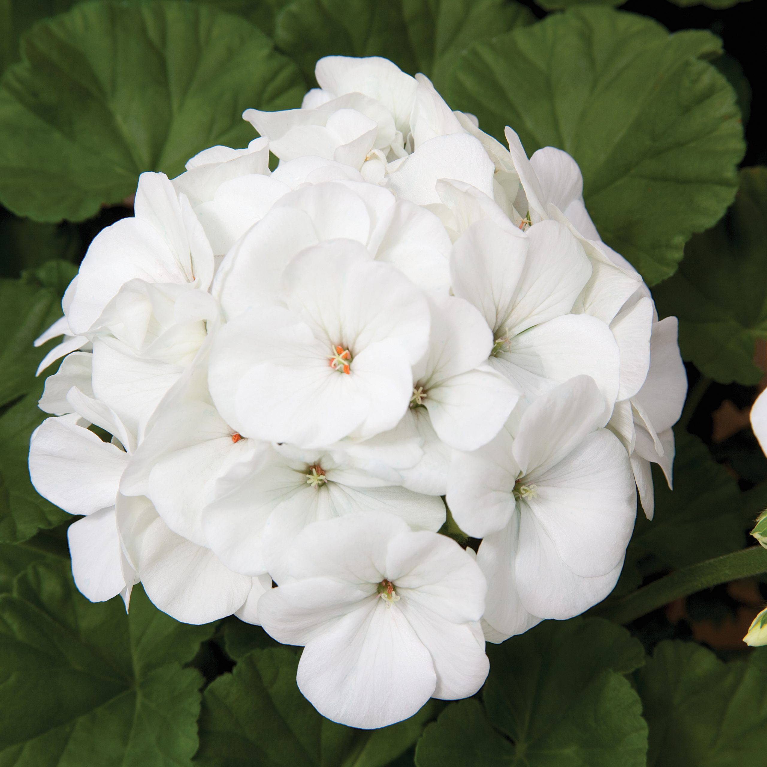Geranium Maverick White