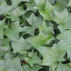 German Ivy