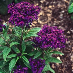 Heliotrope Marine Blue 2