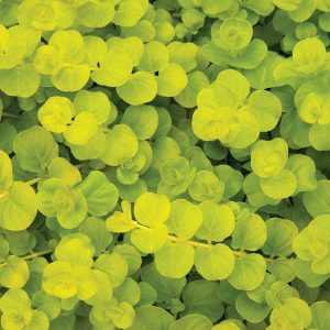 Lysimachia Goldii