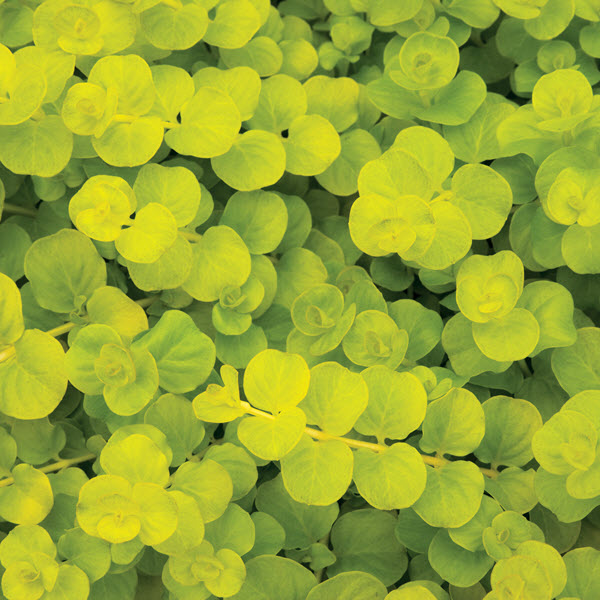 Lysimachia Goldii