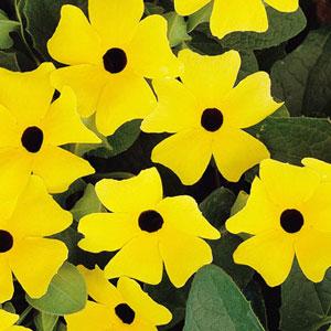 Thumbergia Sunny Lemon Star