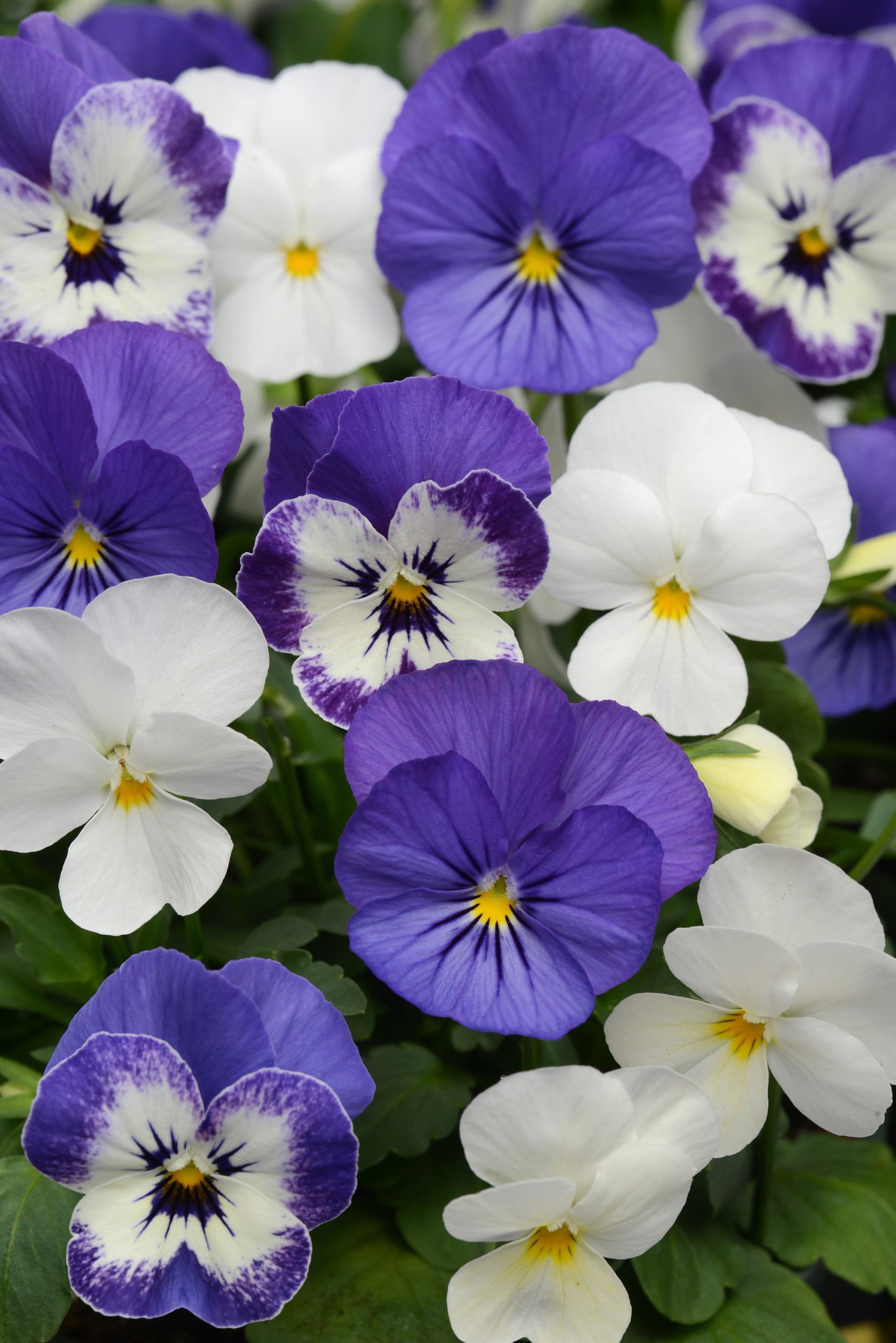Viola Sorbet Xp Mix Blueberry Sundae Bloom