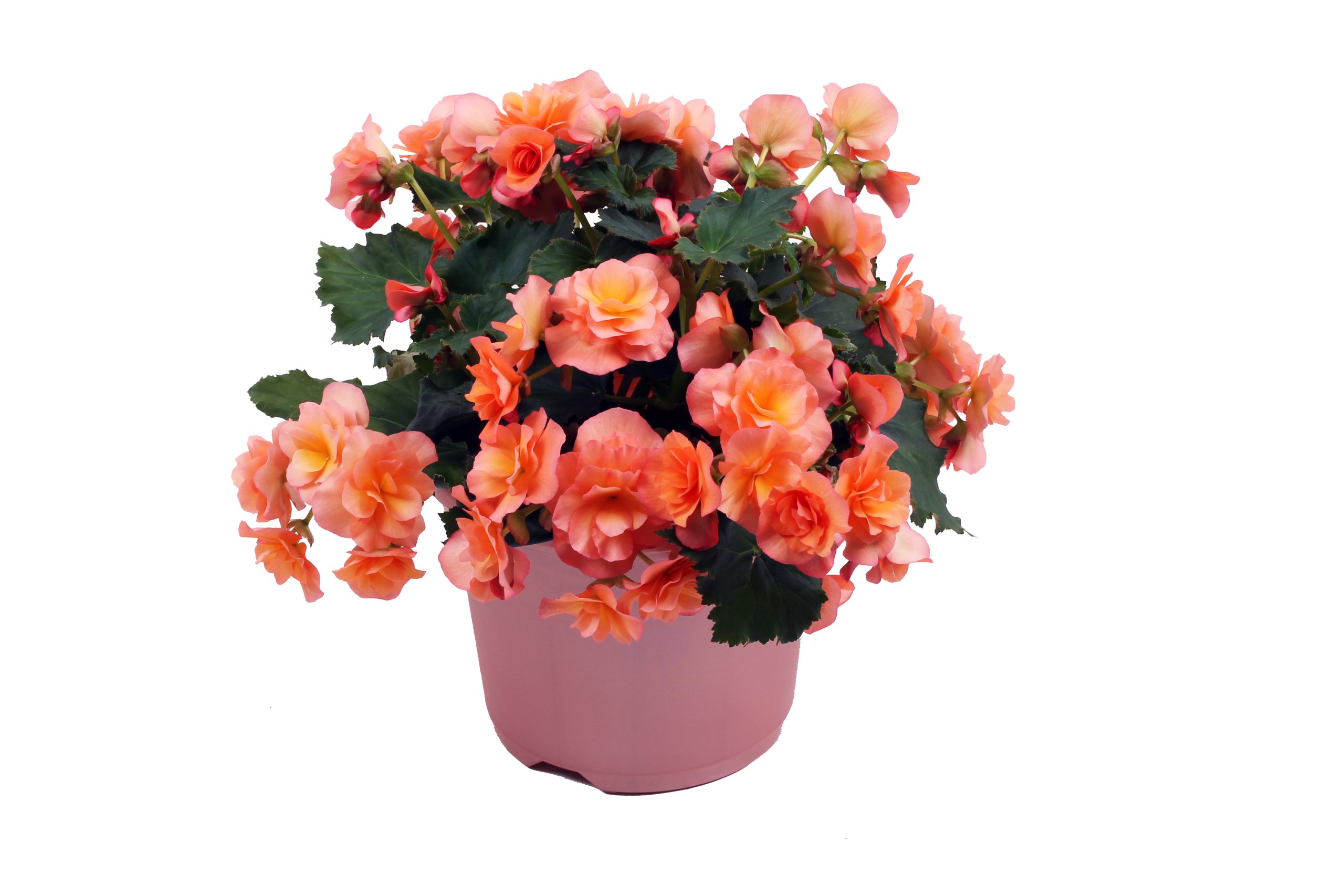 Begonia Solenia Apricot