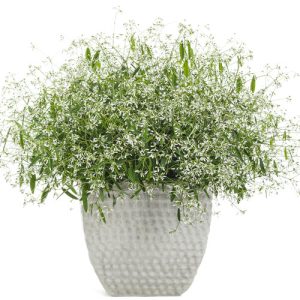 Euphorbia Diamond Mountain 2