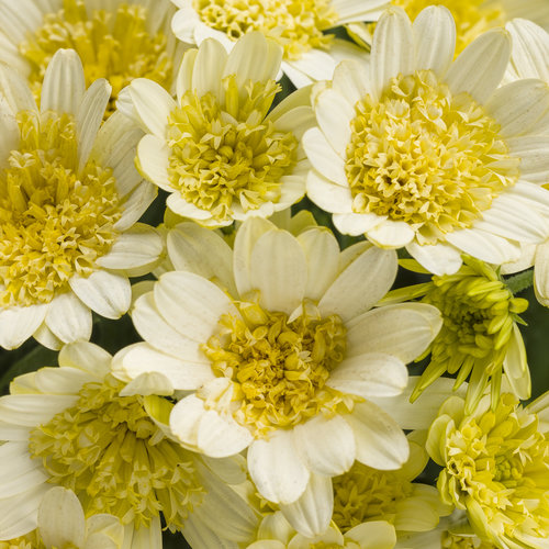 Osteospermum Bright Lights Double Moonglow